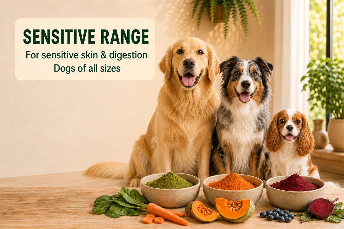 Sensitive Dogs